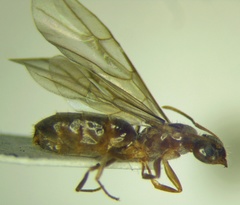 Nylanderia jaegerskioeldi