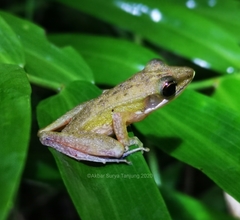 Chalcorana parvaccola