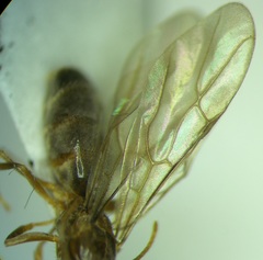 Nylanderia jaegerskioeldi