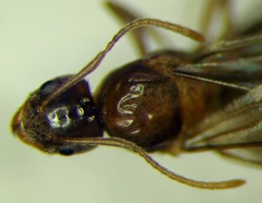 Nylanderia jaegerskioeldi