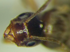 Nylanderia jaegerskioeldi