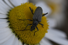 Rhagiini