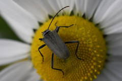 Rhagiini