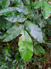 Pterocarpus