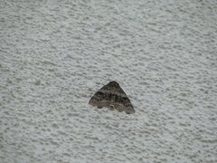 Catocala fraxini