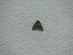 Catocala fraxini