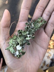 Parmotrema subrigidum