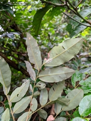 Pterocarpus