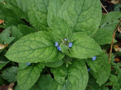 Pentaglottis sempervirens