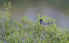 Curruca ruppeli