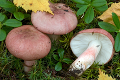 Russula gracillima