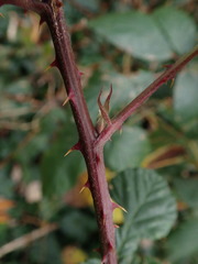 Rubus armeniacus