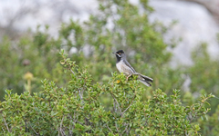 Curruca ruppeli