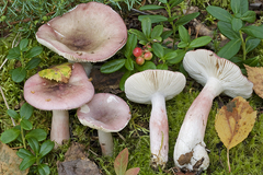 Russula gracillima