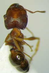 Pheidole indica