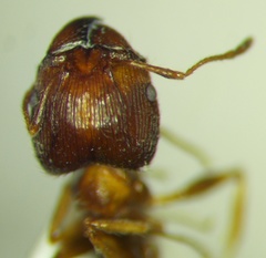 Pheidole indica