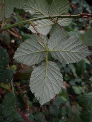 Rubus armeniacus