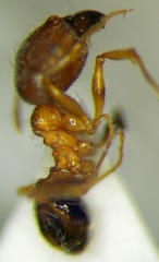 Pheidole indica