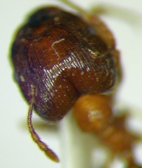 Pheidole indica