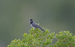 Curruca ruppeli