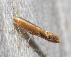 Cameraria quercivorella