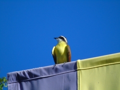 Pitangus sulphuratus