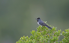 Curruca ruppeli