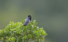 Curruca ruppeli