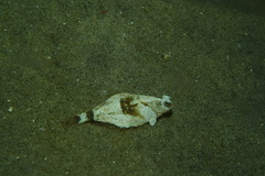 Pleuronichthys