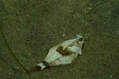 Pleuronichthys