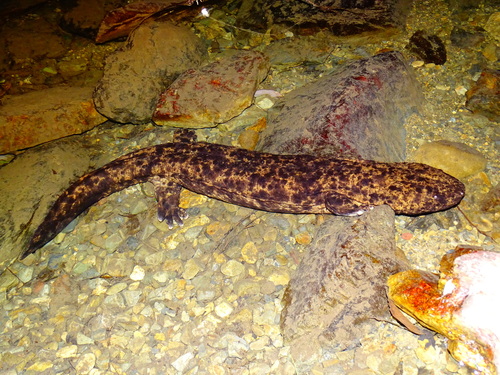 Japanese Giant Salamander, photo 4 of 10