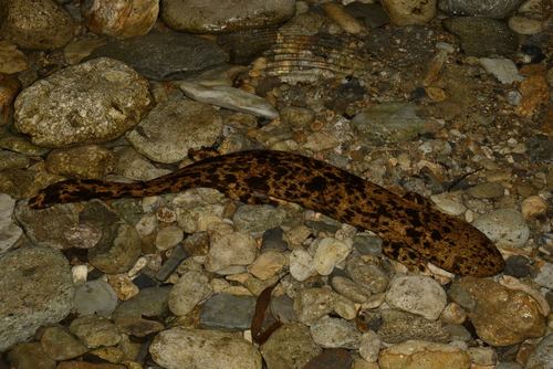 Japanese Giant Salamander, photo 9 of 10