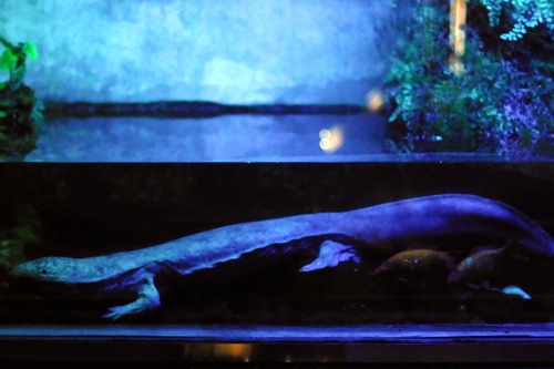 Japanese Giant Salamander, photo 10 of 10
