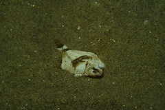 Pleuronichthys