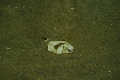 Pleuronichthys