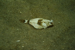 Pleuronichthys