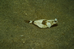 Pleuronichthys