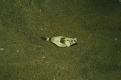 Pleuronichthys