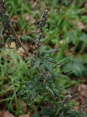 Artemisia vulgaris