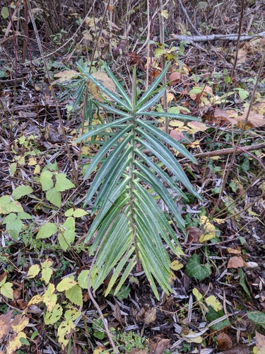 mliečnik preháňavý (Euphorbia lathyris)