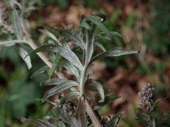 Artemisia vulgaris