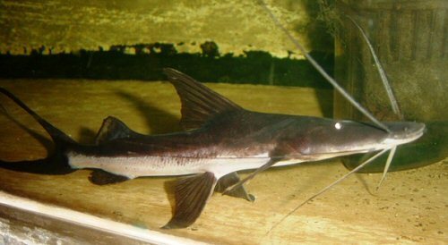Slobbering Catfish