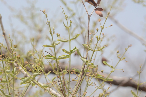 Image of Lagerstroemia parviflora by no rights reserved
