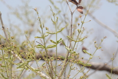 Lagerstroemia parviflora