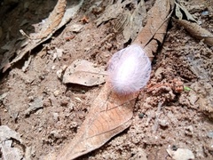 Megalopygidae
