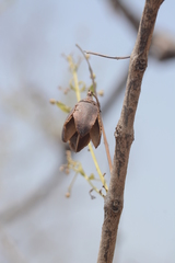 Lagerstroemia parviflora