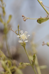 Lagerstroemia parviflora