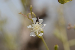 Lagerstroemia parviflora