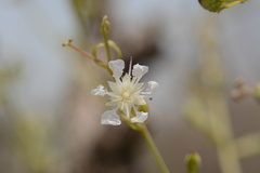 Lagerstroemia parviflora