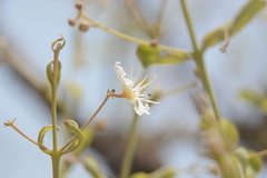 Lagerstroemia parviflora